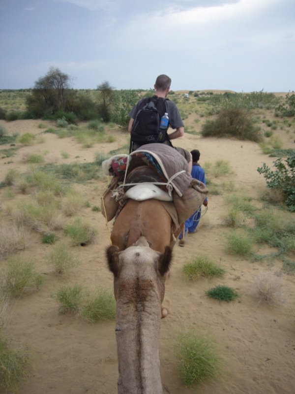 Travel - India - Rajasthan - Desert Camel Trip - Camel Safari